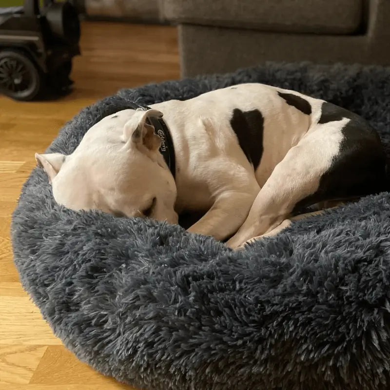AnimalHaus™ Supportive Calmdog Pod