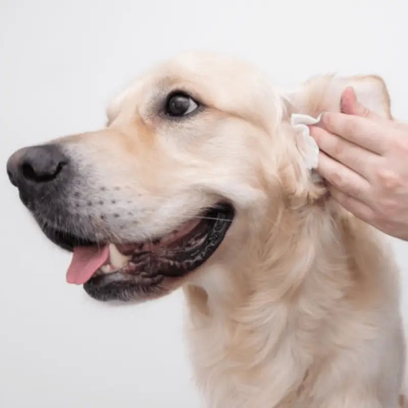 AnimalHaus™ Gentle Grooming Wipes with Grape Seed Oil