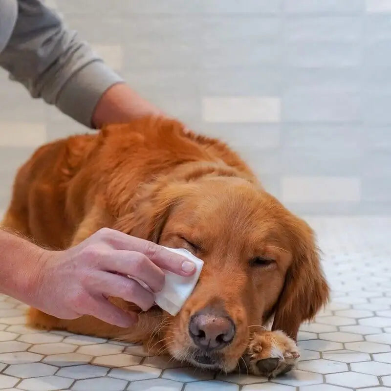 AnimalHaus™ Gentle Grooming Wipes with Grape Seed Oil