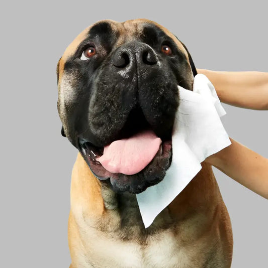 AnimalHaus™ Gentle Grooming Wipes with Grape Seed Oil