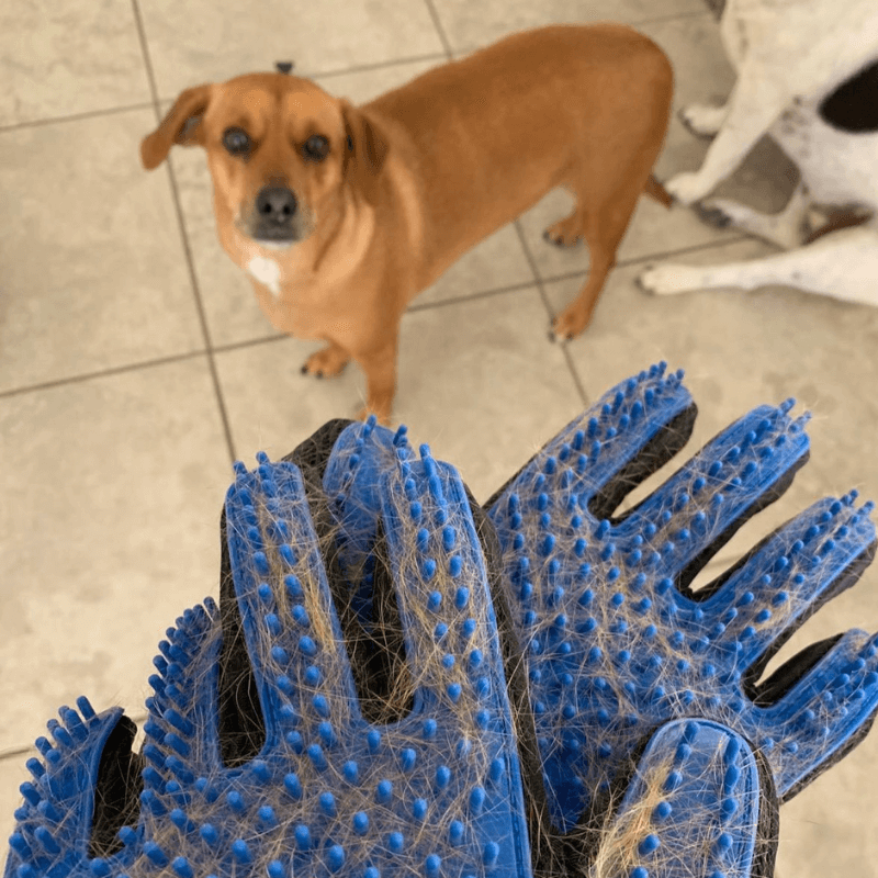 AnimalHaus™ Home Grooming Starter Pack