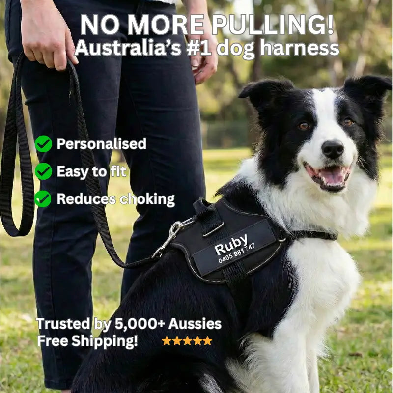 AnimalHaus™ SureStride Harness