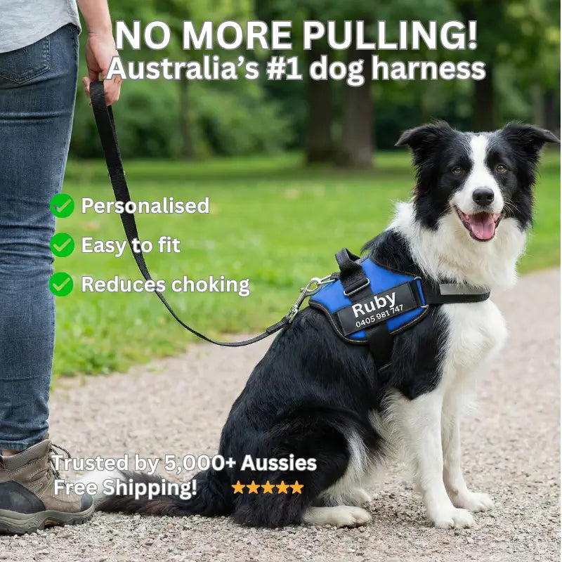 AnimalHaus™ SureStride Harness