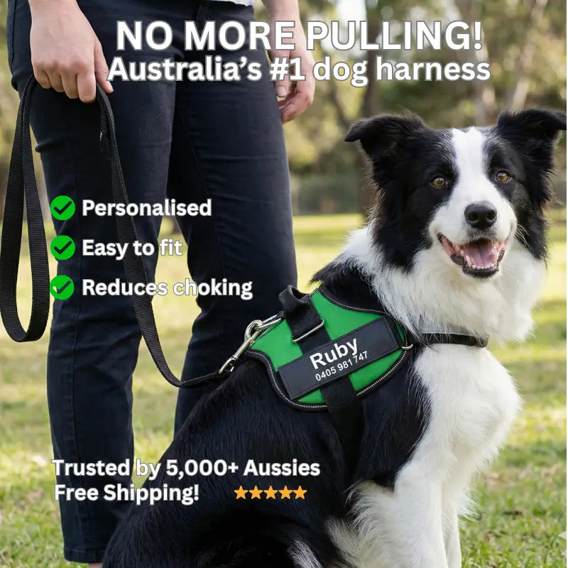 AnimalHaus™ SureStride Harness