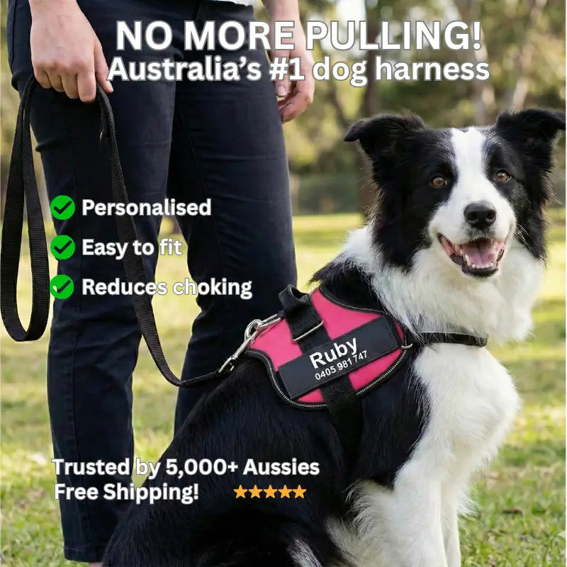 AnimalHaus™ SureStride Harness