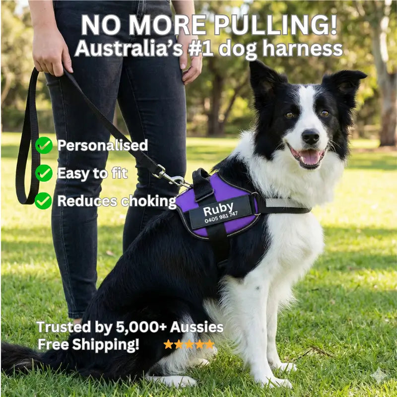 AnimalHaus™ SureStride Harness