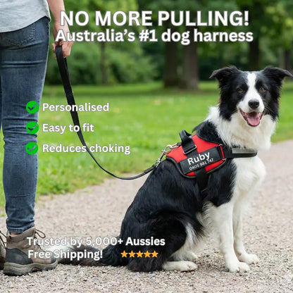 AnimalHaus™ SureStride Harness