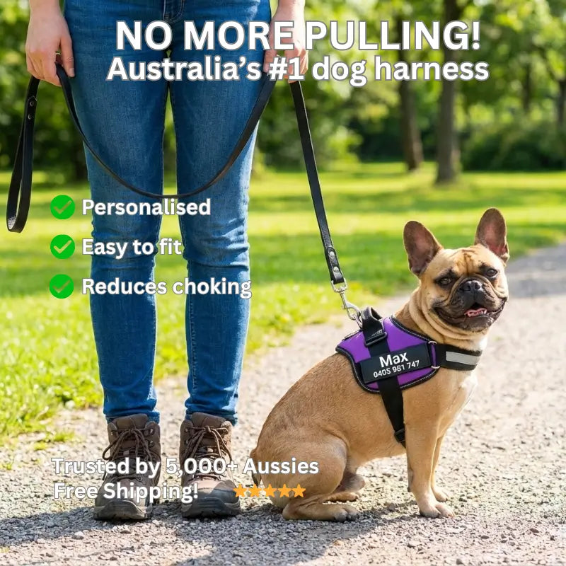 AnimalHaus™ SureStride Harness
