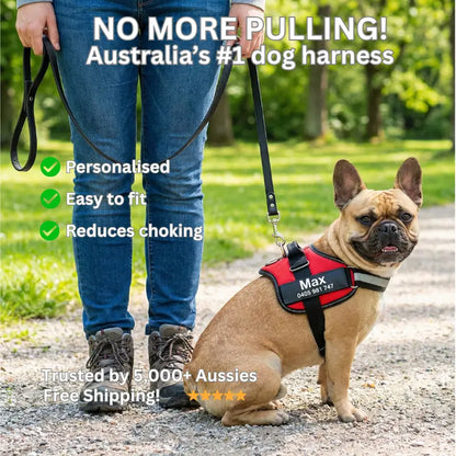 AnimalHaus™ SureStride Harness