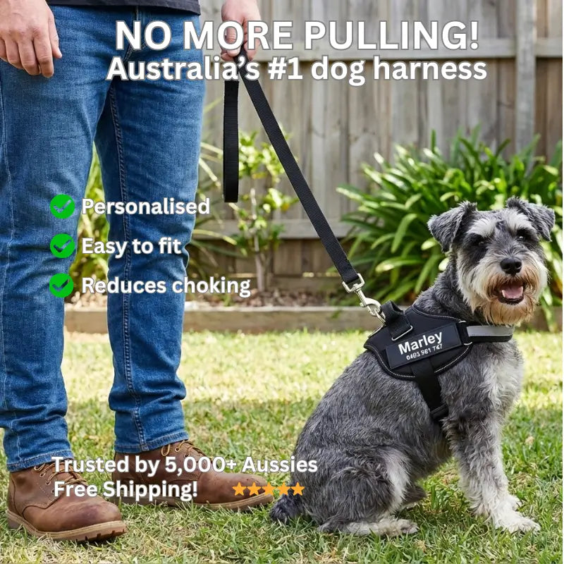 AnimalHaus™ SureStride Harness