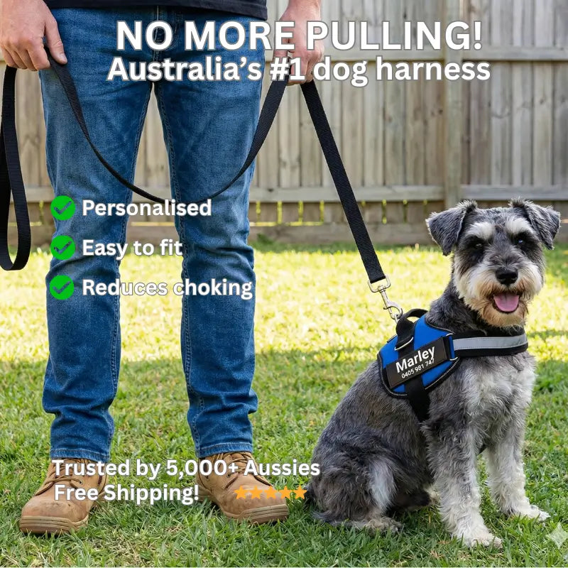 AnimalHaus™ SureStride Harness