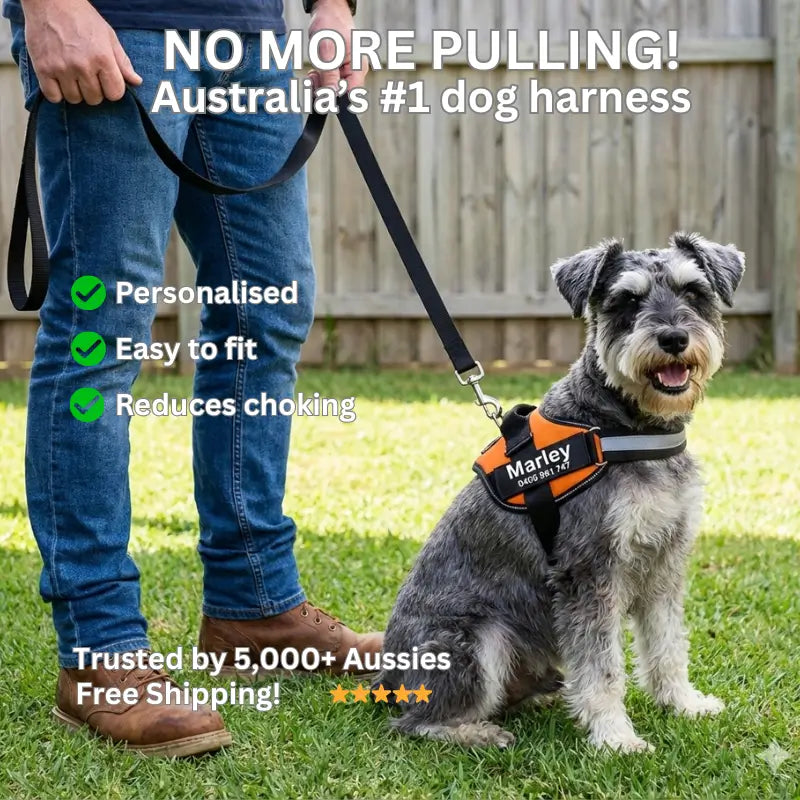 AnimalHaus™ SureStride Harness