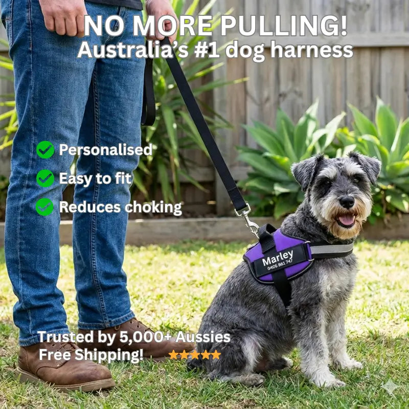 AnimalHaus™ SureStride Harness