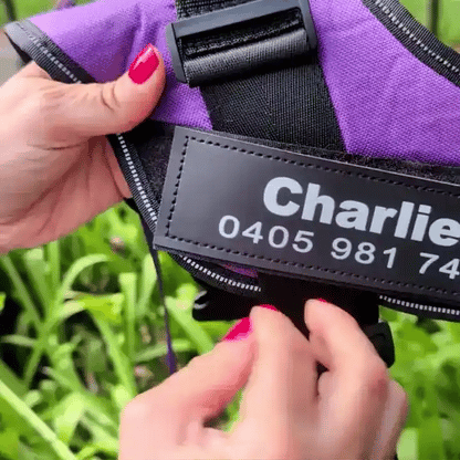 AnimalHaus™ SureStride Harness