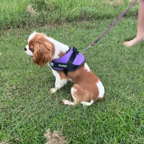 <h2>Some of our 5,000+ happy customers .....</h2>