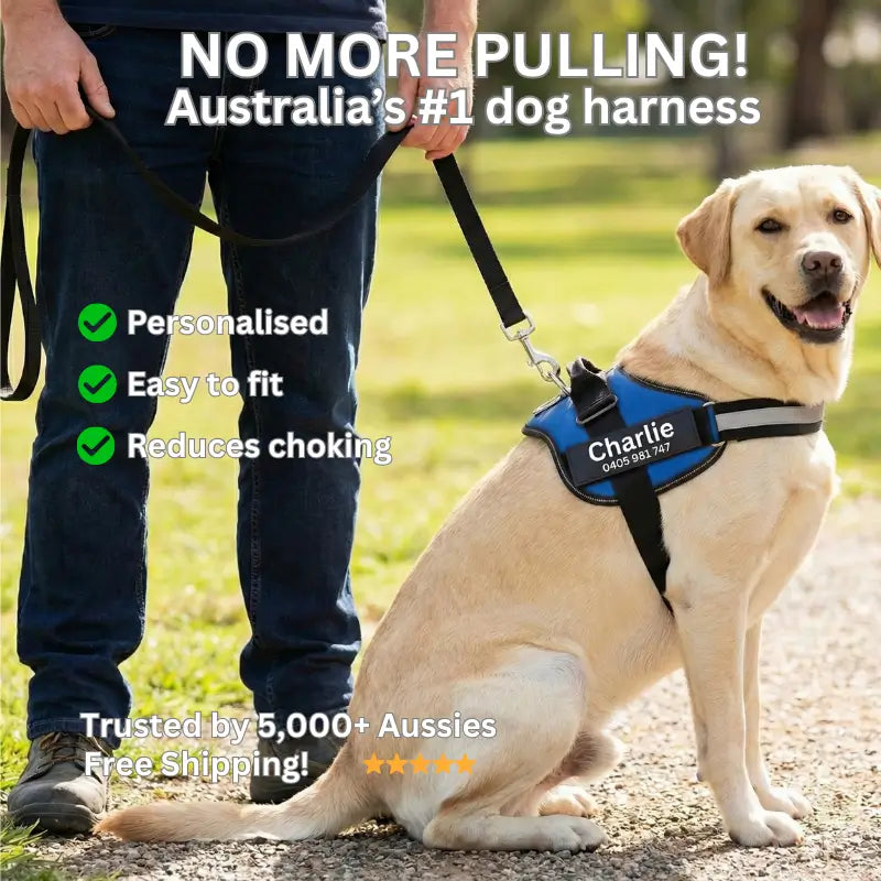 AnimalHaus™ SureStride Harness