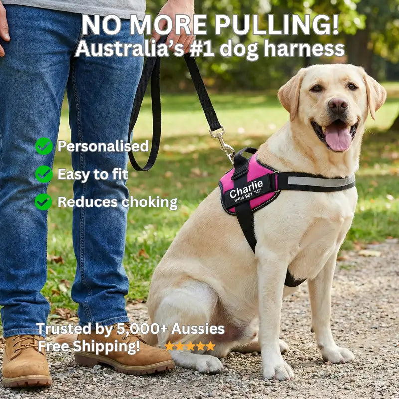 AnimalHaus™ SureStride Harness