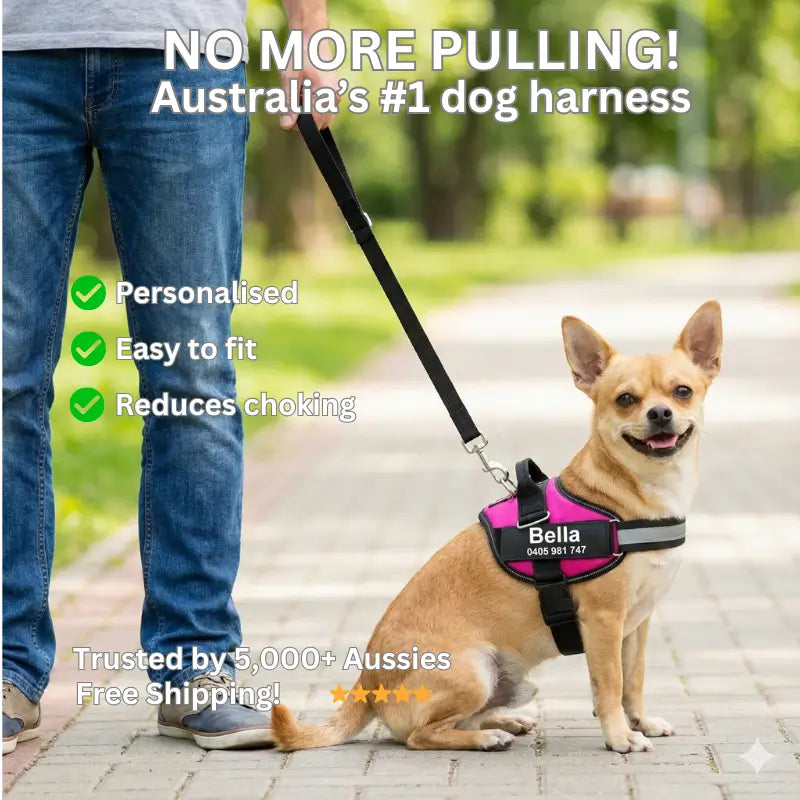 AnimalHaus™ SureStride Harness