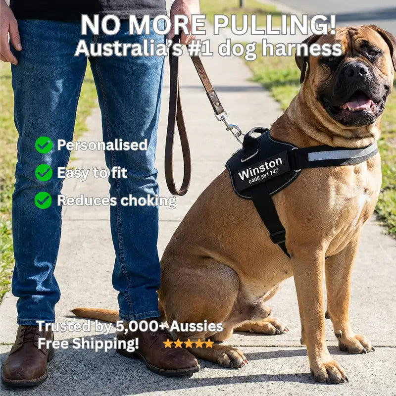 AnimalHaus™ SureStride Harness