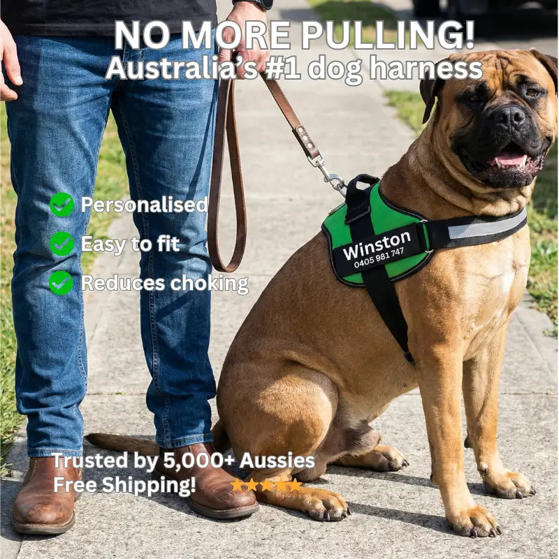 AnimalHaus™ SureStride Harness