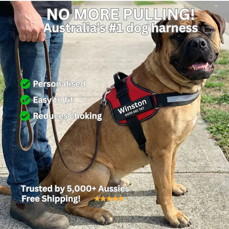 AnimalHaus™ SureStride Harness